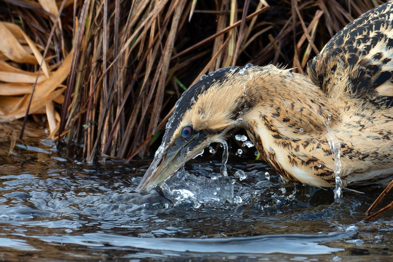 Птички певчие и не только: 16 победителей фотоконкурса Bird Photographer Of The Year 2024