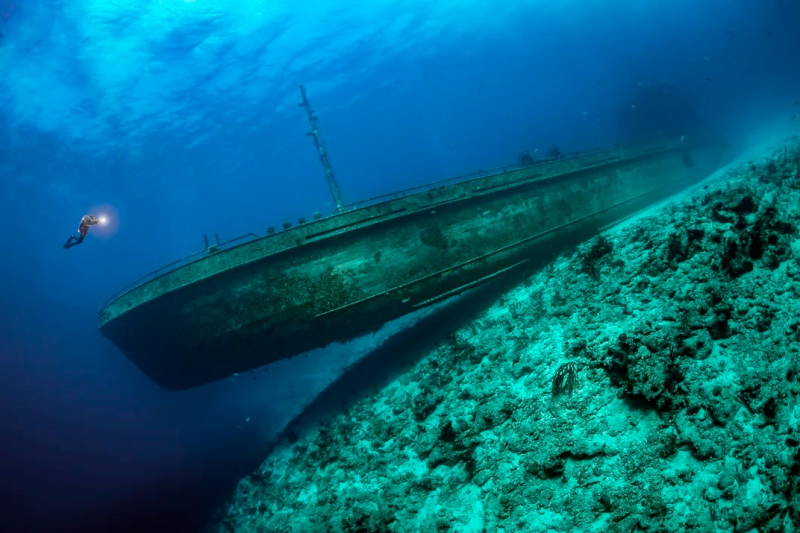 Тайны подводной жизни: 14 лучших фото Ocean Photographer of the Year 2024