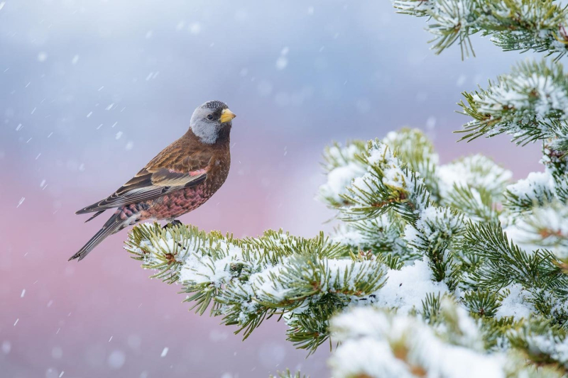 Птички певчие и не только: 16 победителей фотоконкурса Bird Photographer Of The Year 2024