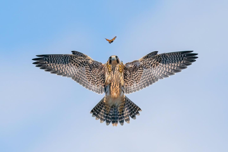 Птички певчие и не только: 16 победителей фотоконкурса Bird Photographer Of The Year 2024