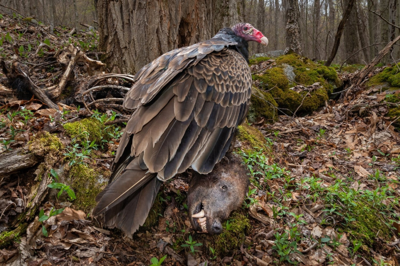 Птички певчие и не только: 16 победителей фотоконкурса Bird Photographer Of The Year 2024