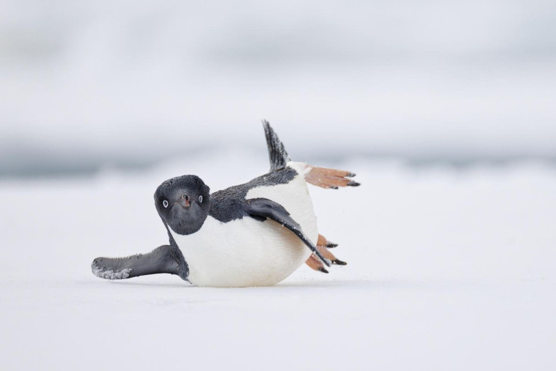 Птички певчие и не только: 16 победителей фотоконкурса Bird Photographer Of The Year 2024