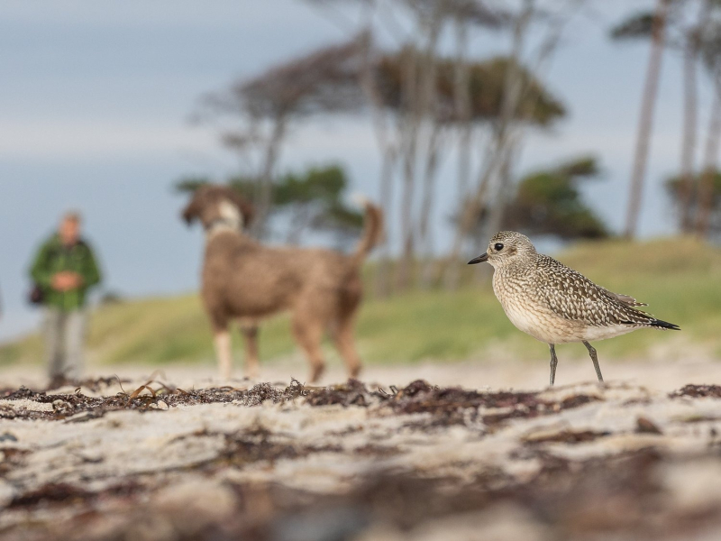 Птички певчие и не только: 16 победителей фотоконкурса Bird Photographer Of The Year 2024