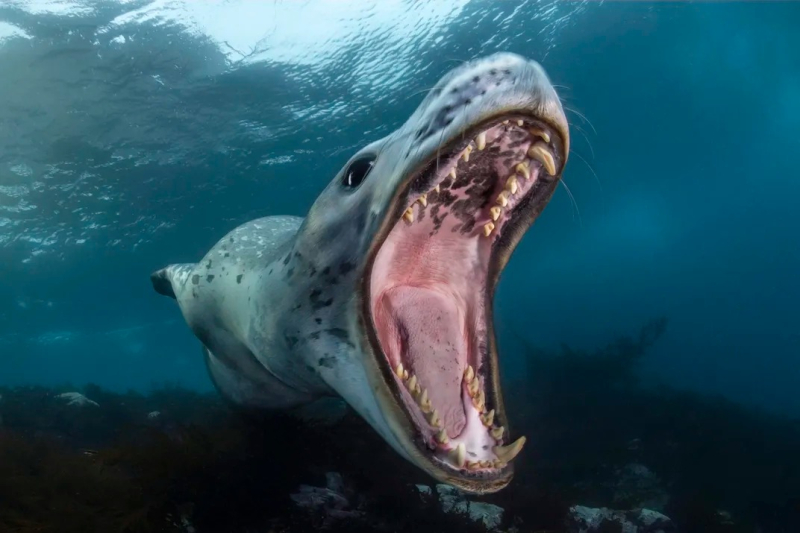 Тайны подводной жизни: 14 лучших фото Ocean Photographer of the Year 2024