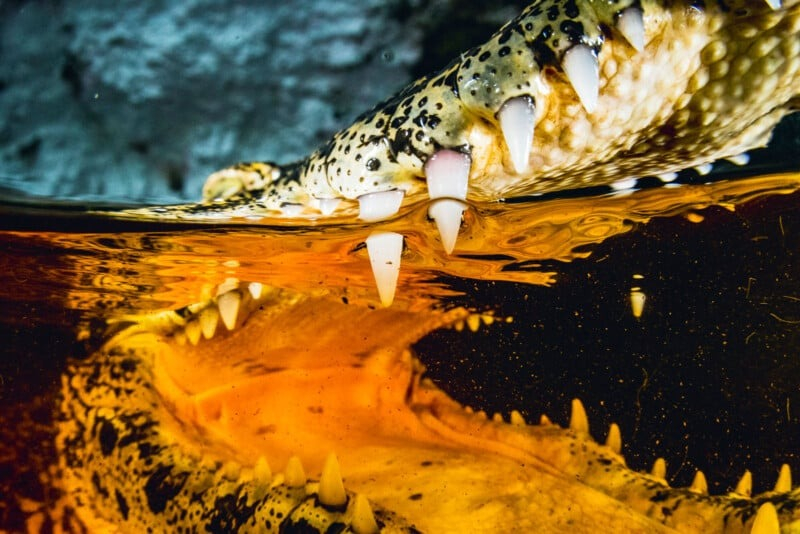 Тайны подводной жизни: 14 лучших фото Ocean Photographer of the Year 2024