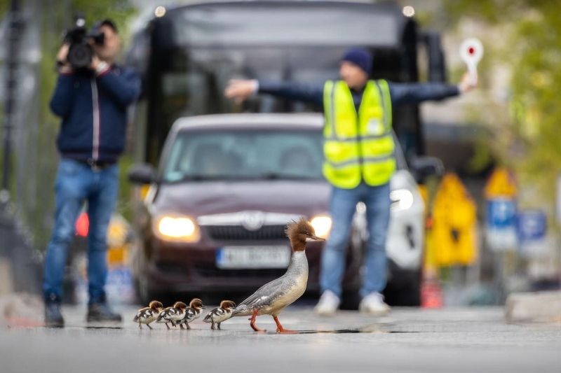 Птички певчие и не только: 16 победителей фотоконкурса Bird Photographer Of The Year 2024