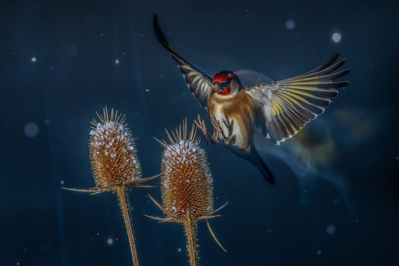 Птички певчие и не только: 16 победителей фотоконкурса Bird Photographer Of The Year 2024