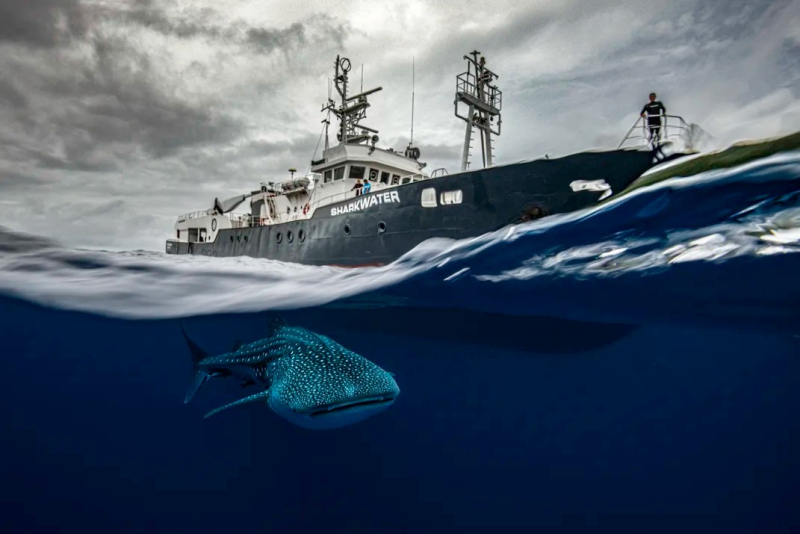 Тайны подводной жизни: 14 лучших фото Ocean Photographer of the Year 2024