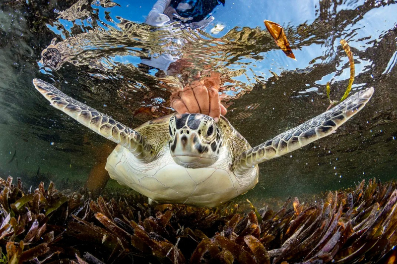 Тайны подводной жизни: 14 лучших фото Ocean Photographer of the Year 2024