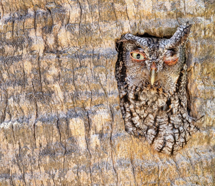 Птички певчие и не только: 16 победителей фотоконкурса Bird Photographer Of The Year 2024