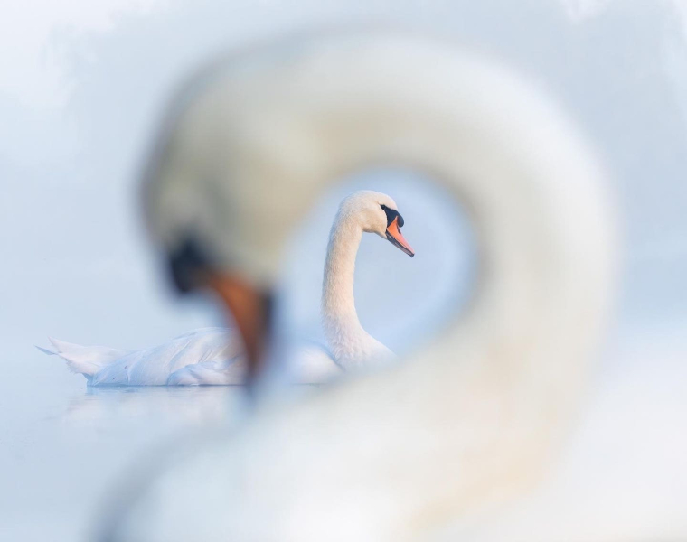 Птички певчие и не только: 16 победителей фотоконкурса Bird Photographer Of The Year 2024