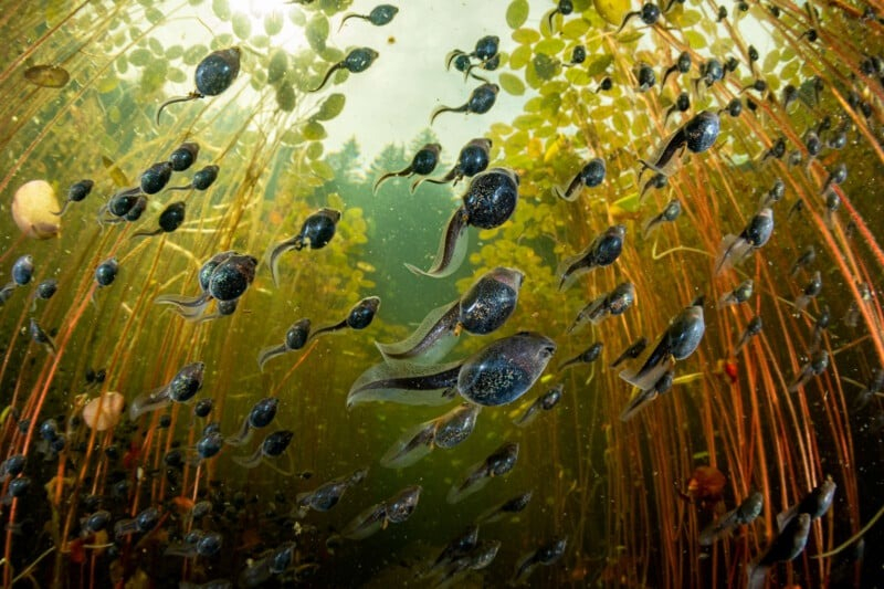 Тайны подводной жизни: 14 лучших фото Ocean Photographer of the Year 2024