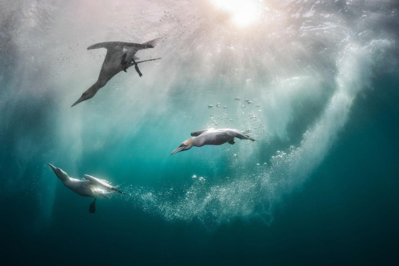 Птички певчие и не только: 16 победителей фотоконкурса Bird Photographer Of The Year 2024