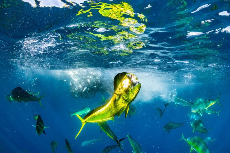 Тайны подводной жизни: 14 лучших фото Ocean Photographer of the Year 2024